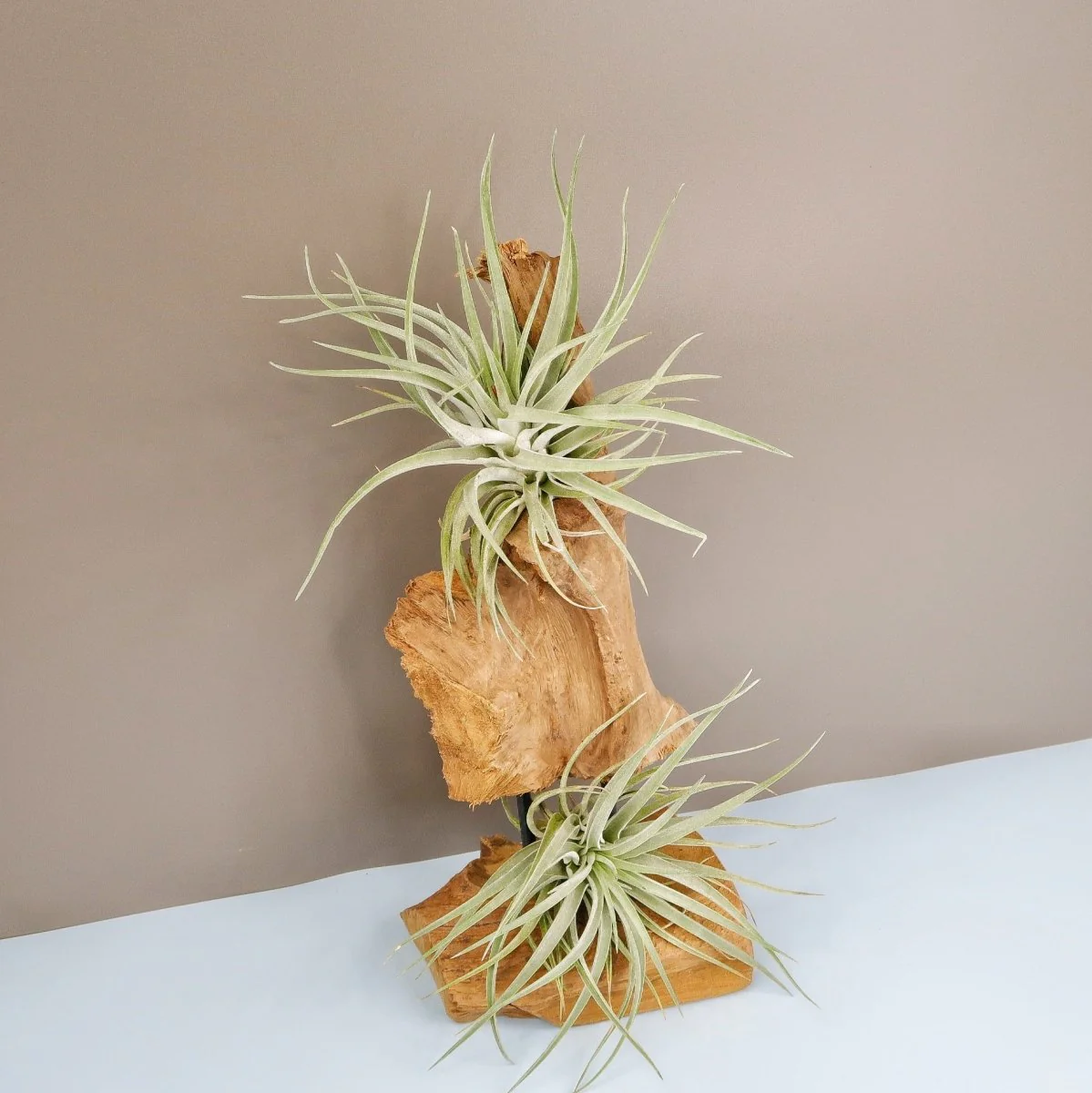 TILLANDSIA KAMMI - Image 5