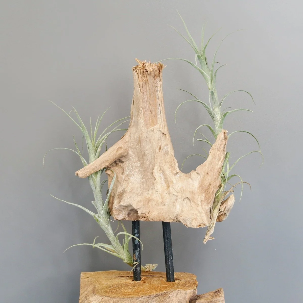 TILLANDSIA MACBRIDEANA - Image 4