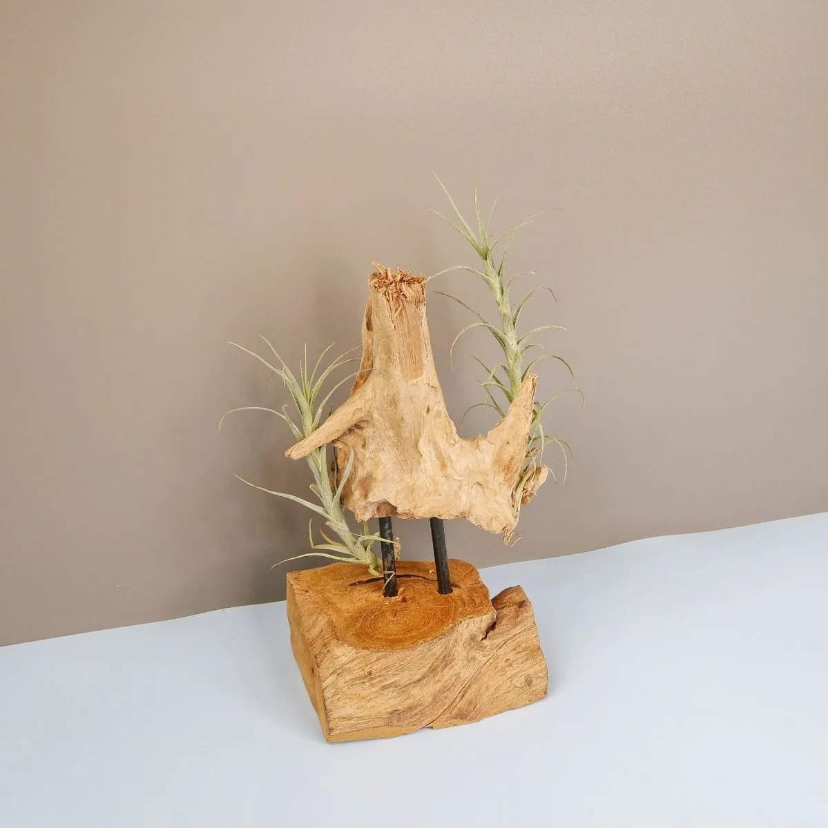 TILLANDSIA MACBRIDEANA - Image 5