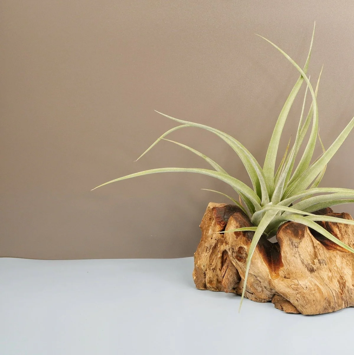 TILLANDSIA MAJESTIC - Image 2