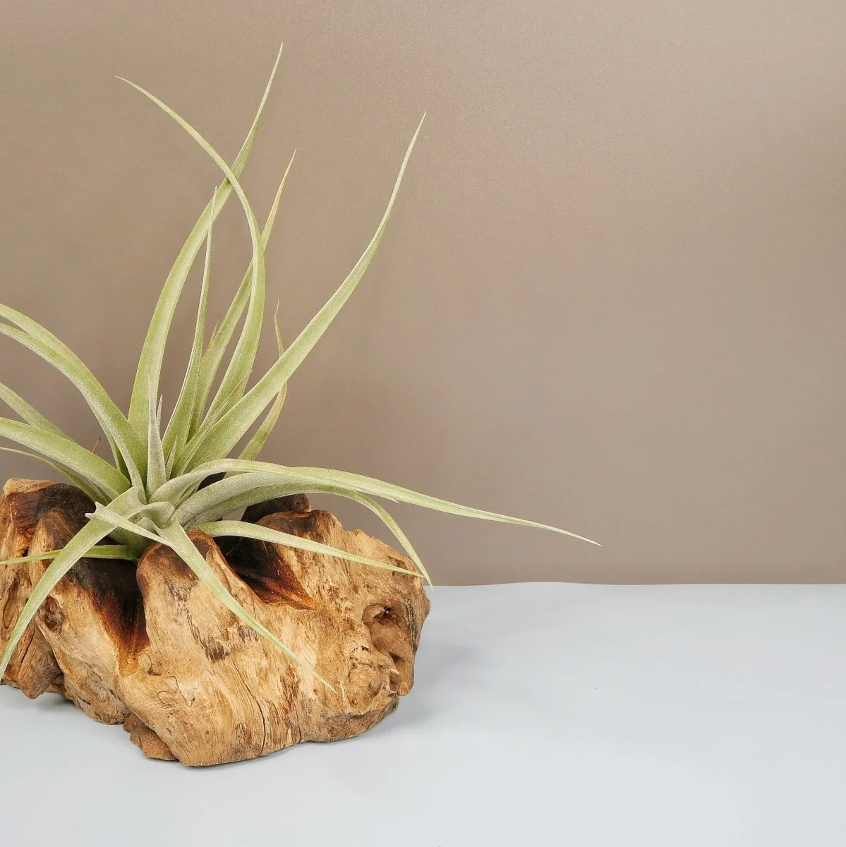 TILLANDSIA MAJESTIC - Image 3