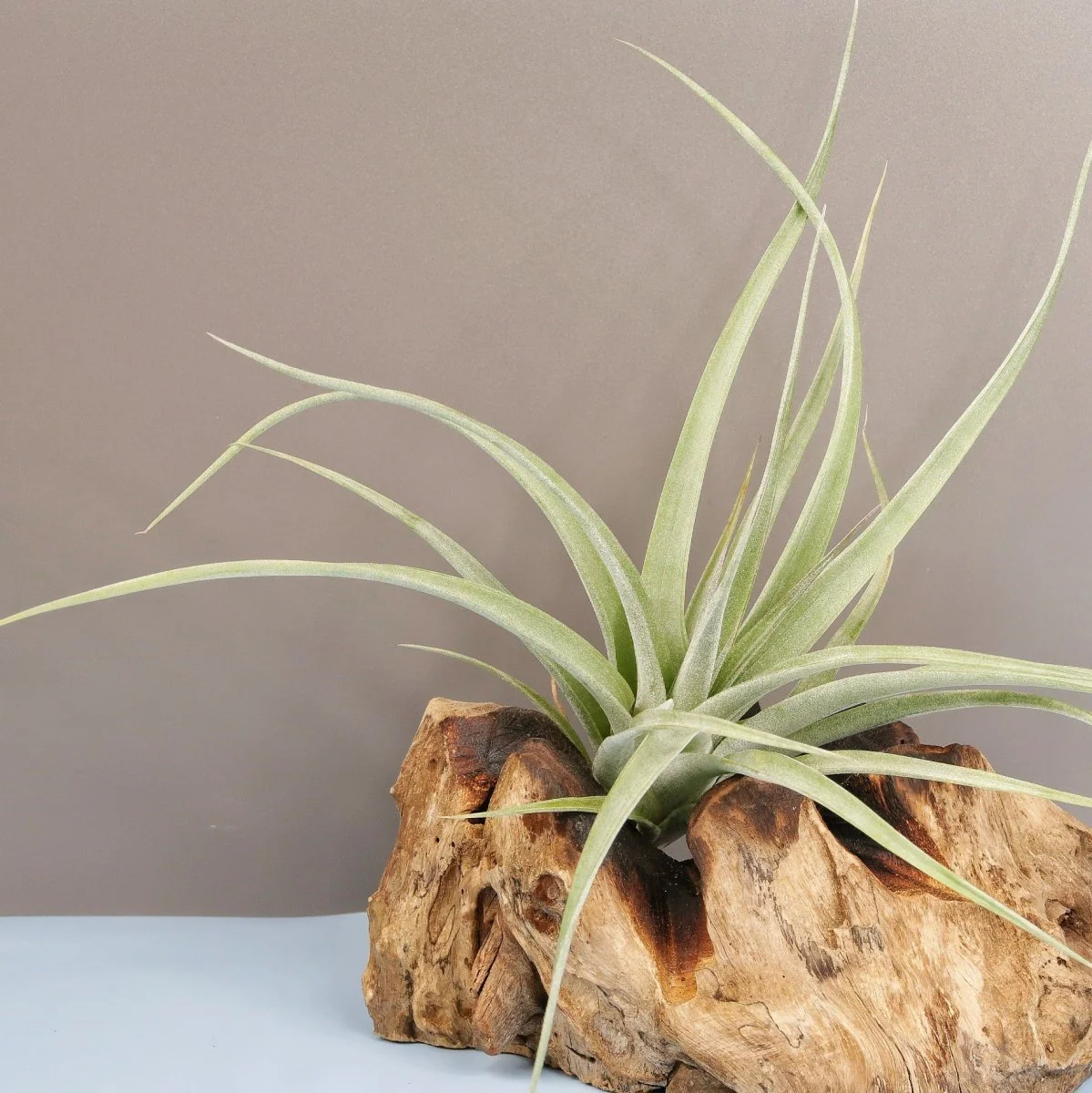TILLANDSIA MAJESTIC - Image 5