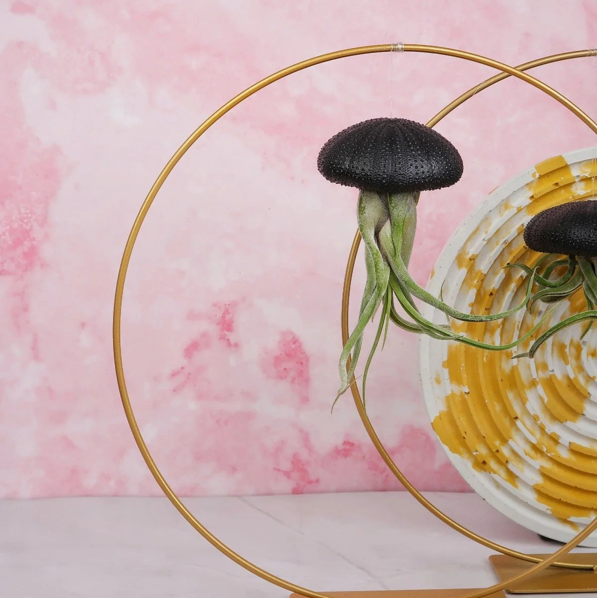 TILLANDSIA MEDUSAE - BLACK - Image 2