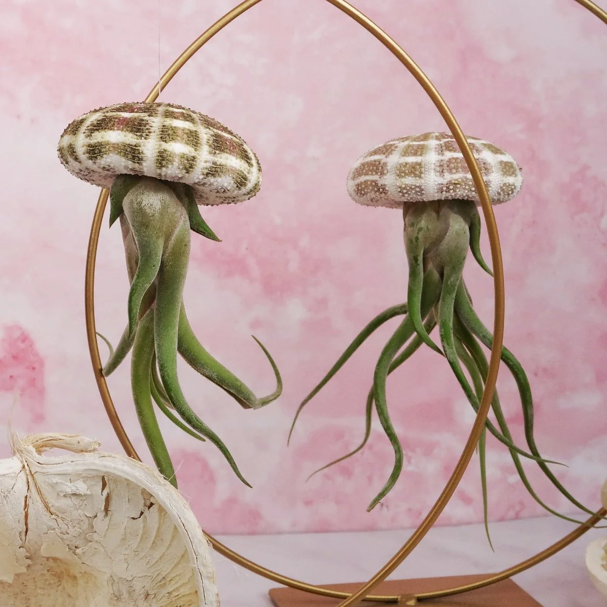 TILLANDSIA MEDUSAE - NATUR - Image 3