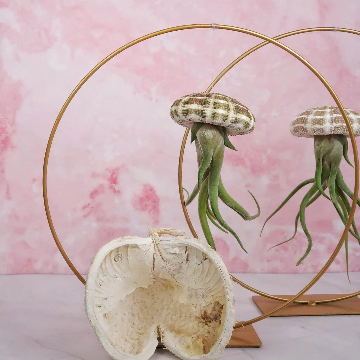 TILLANDSIA MEDUSAE - NATUR - Image 5