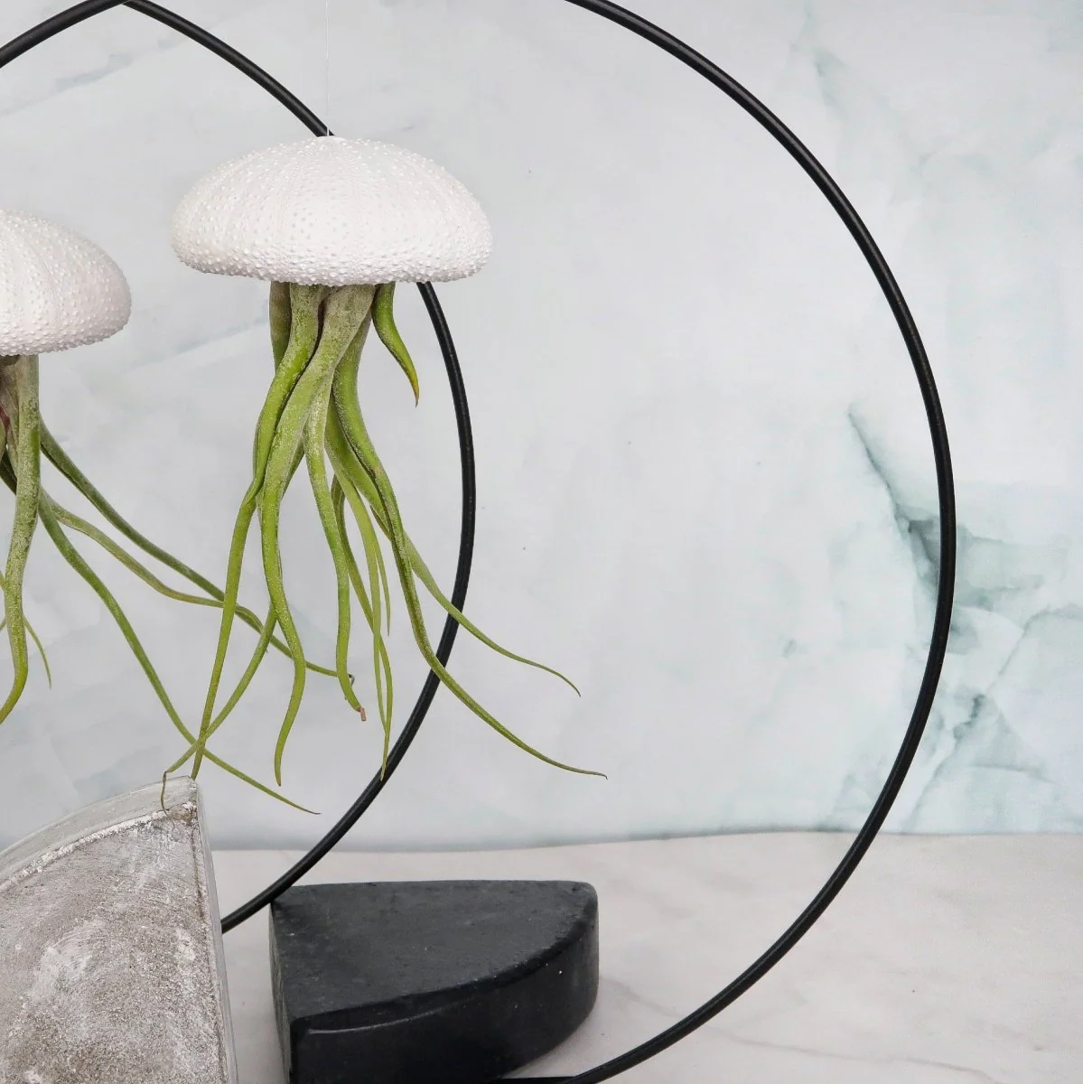 TILLANDSIA MEDUSAE - WHITE - Image 3