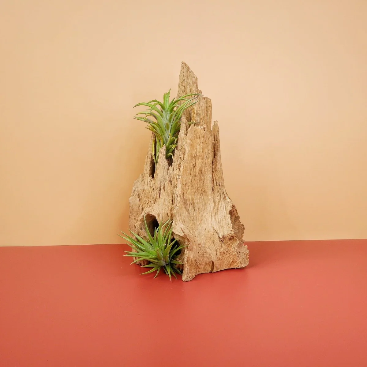 TILLANDSIA NEGLECTA