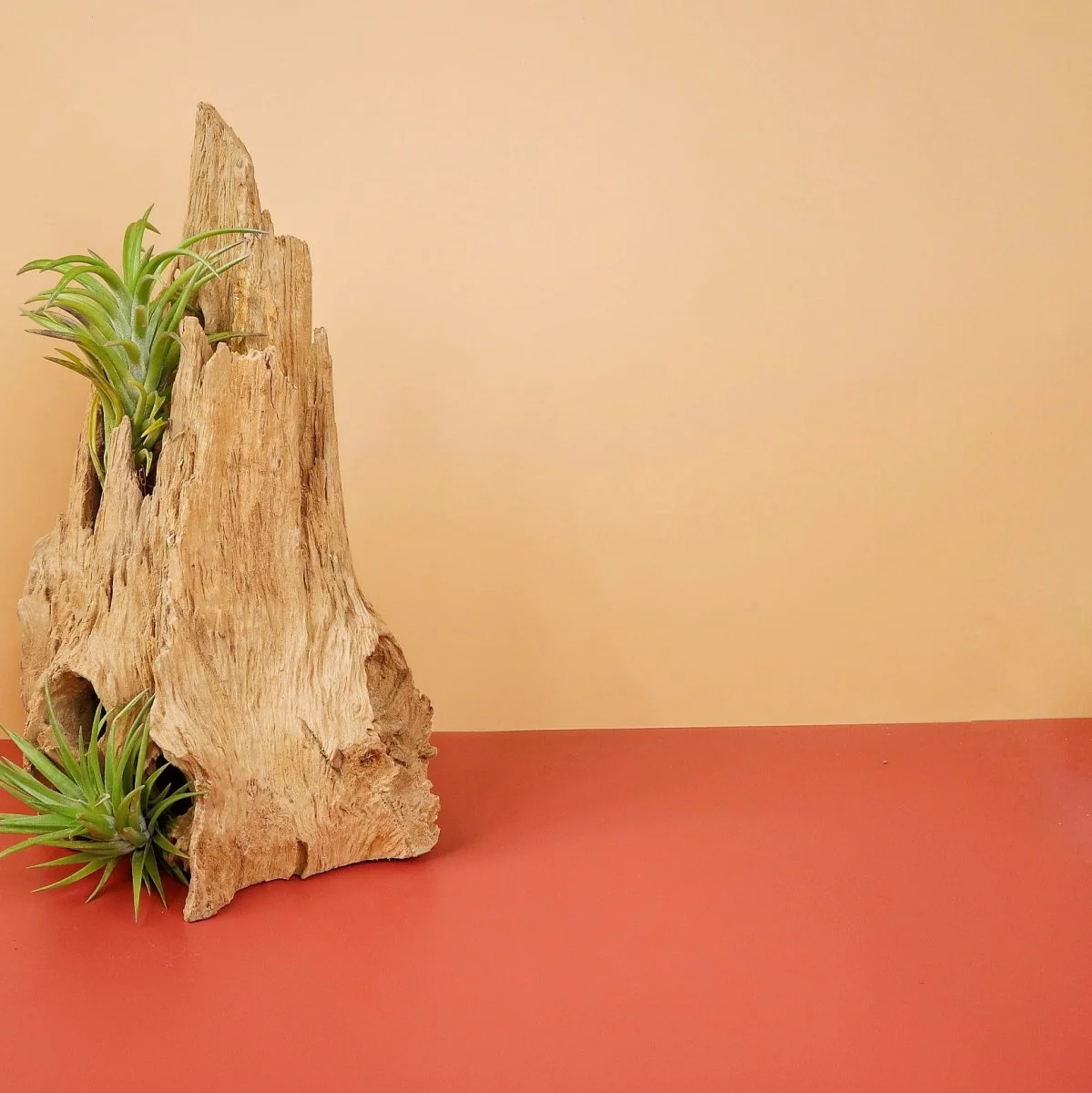 TILLANDSIA NEGLECTA - Image 2