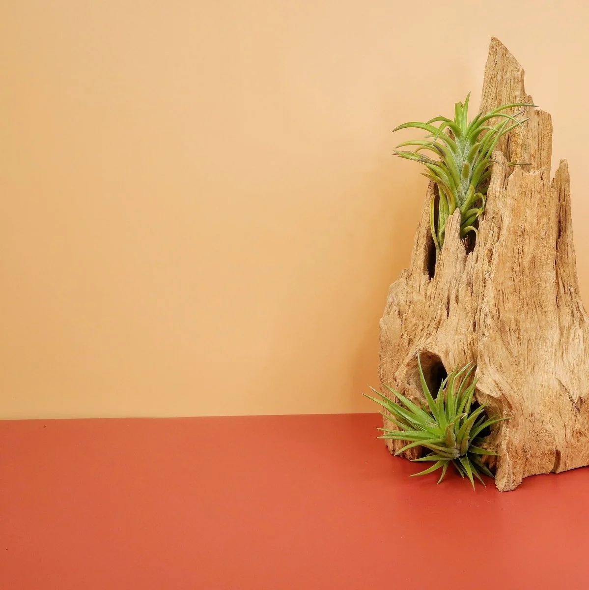 TILLANDSIA NEGLECTA - Image 3