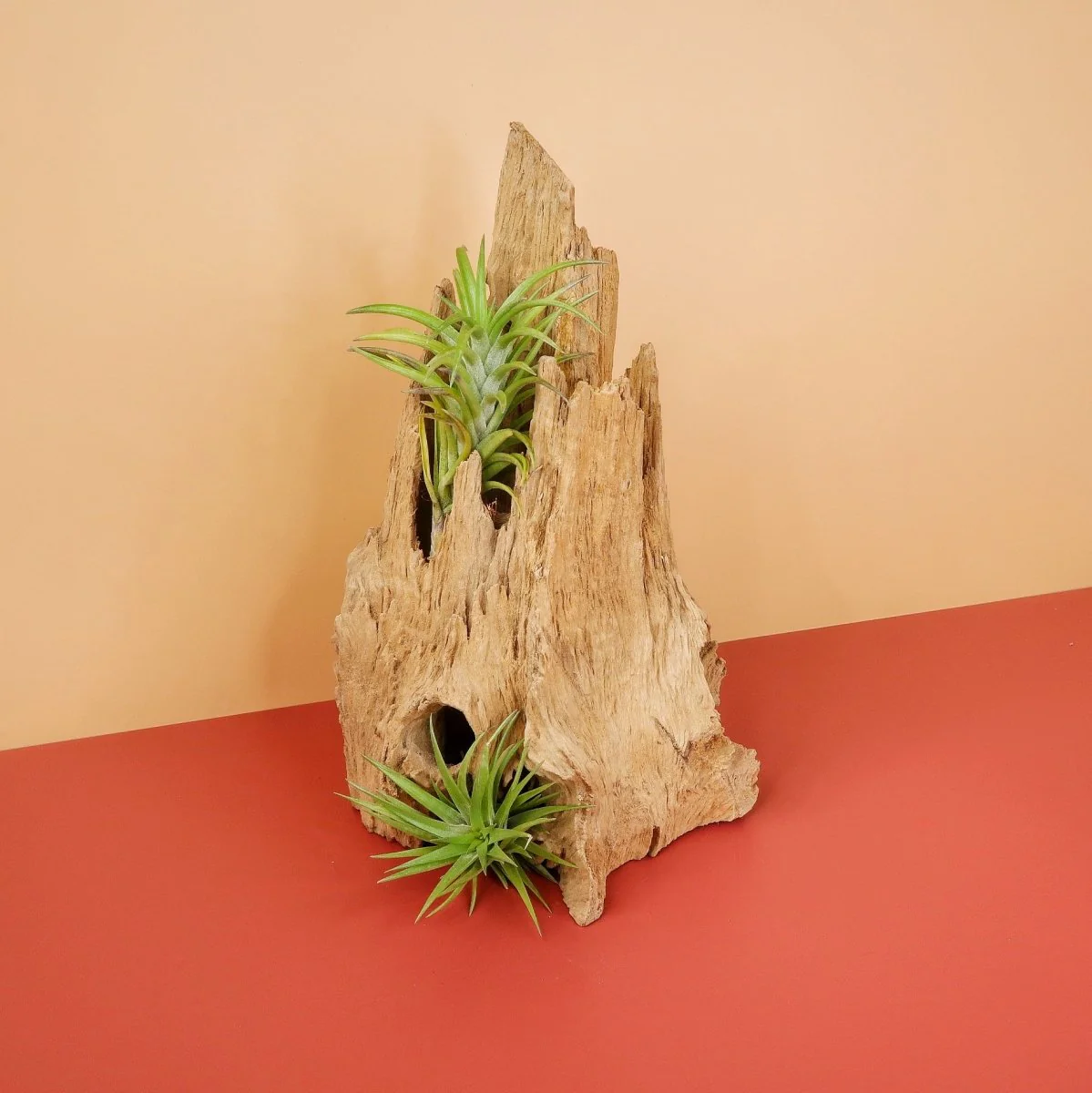 TILLANDSIA NEGLECTA - Image 4