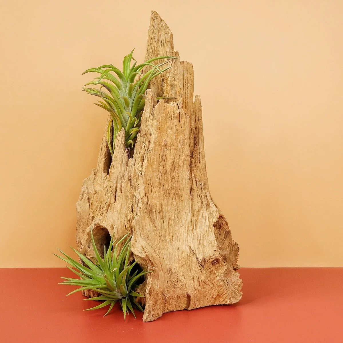 TILLANDSIA NEGLECTA - Image 5