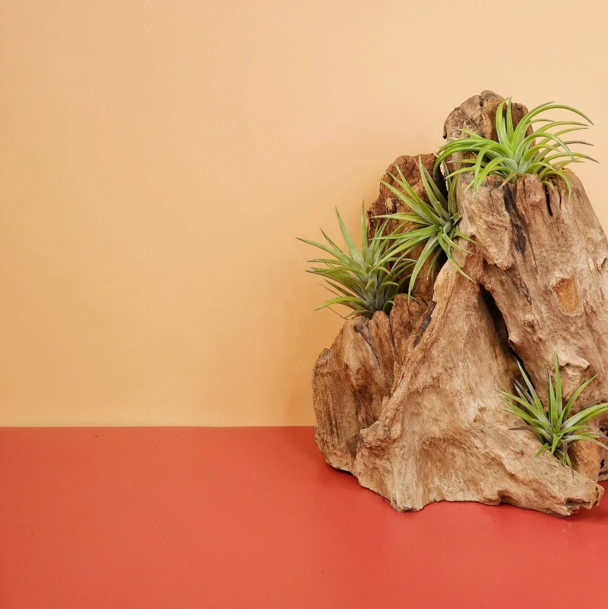 TILLANDSIA NEGLECTA RUBRA - Image 3