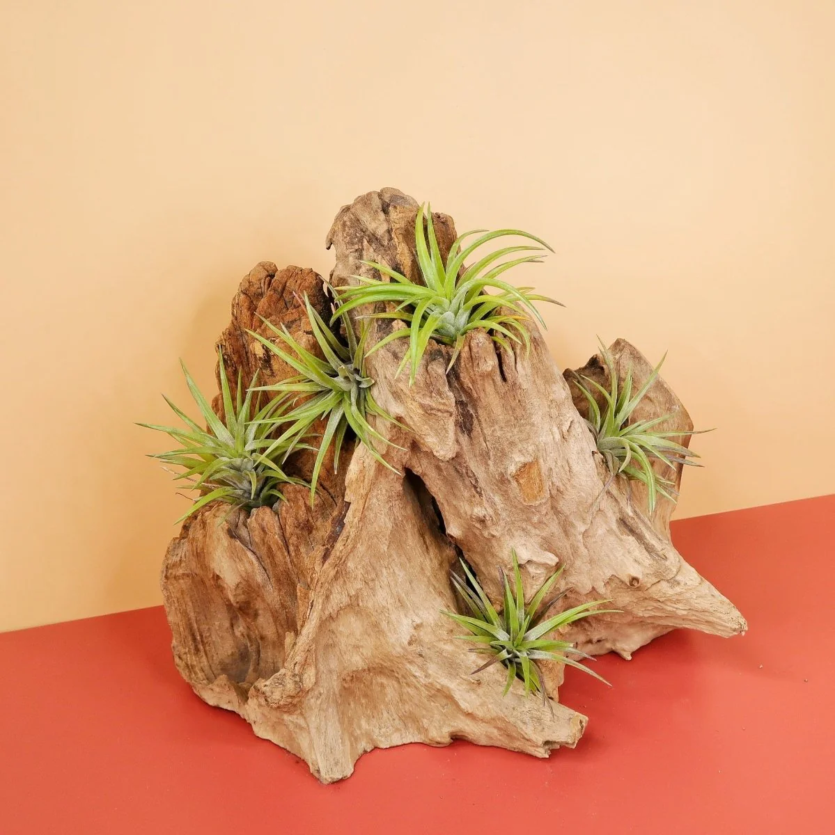 TILLANDSIA NEGLECTA RUBRA - Image 5