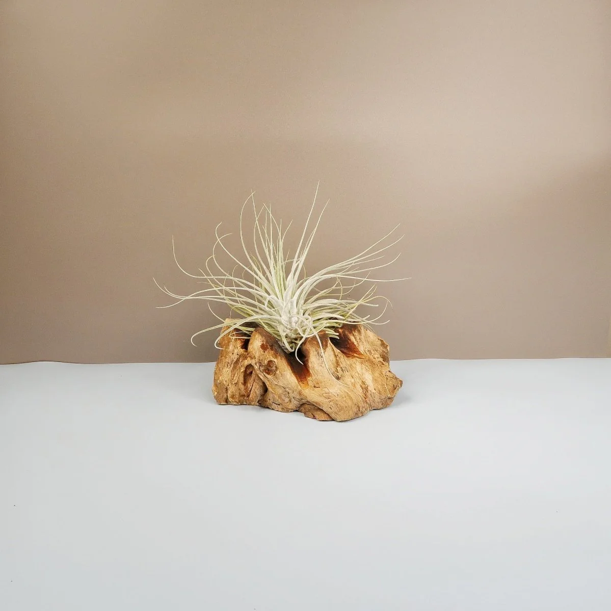 TILLANDSIA OAXACANA VELICKIANA