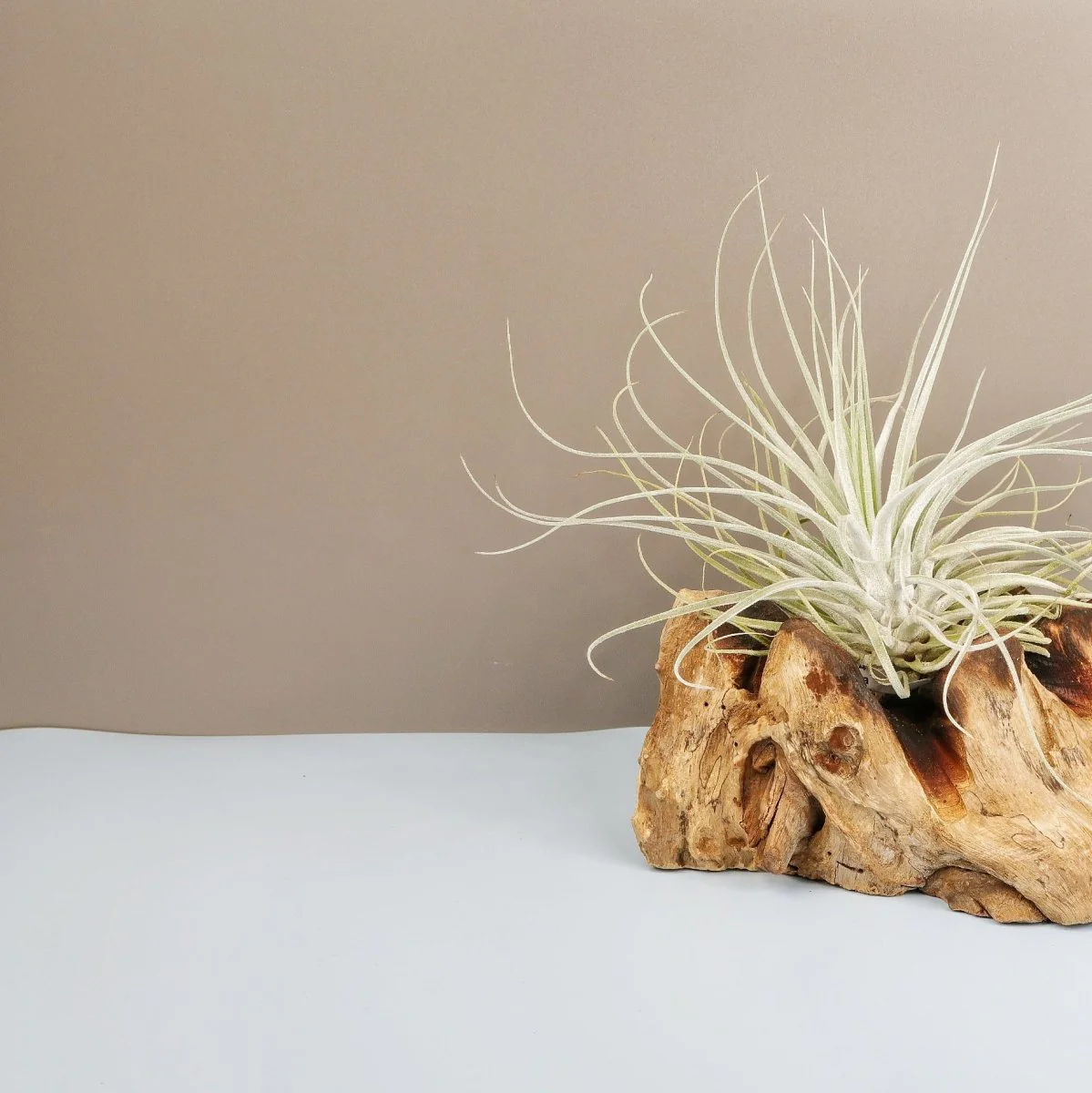 TILLANDSIA OAXACANA VELICKIANA - Image 2