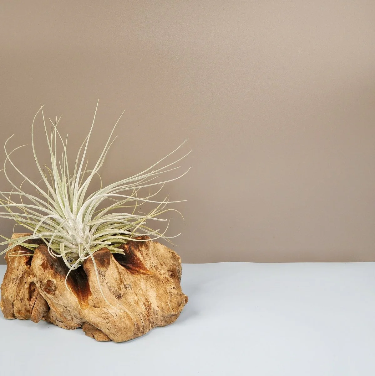 TILLANDSIA OAXACANA VELICKIANA - Image 3