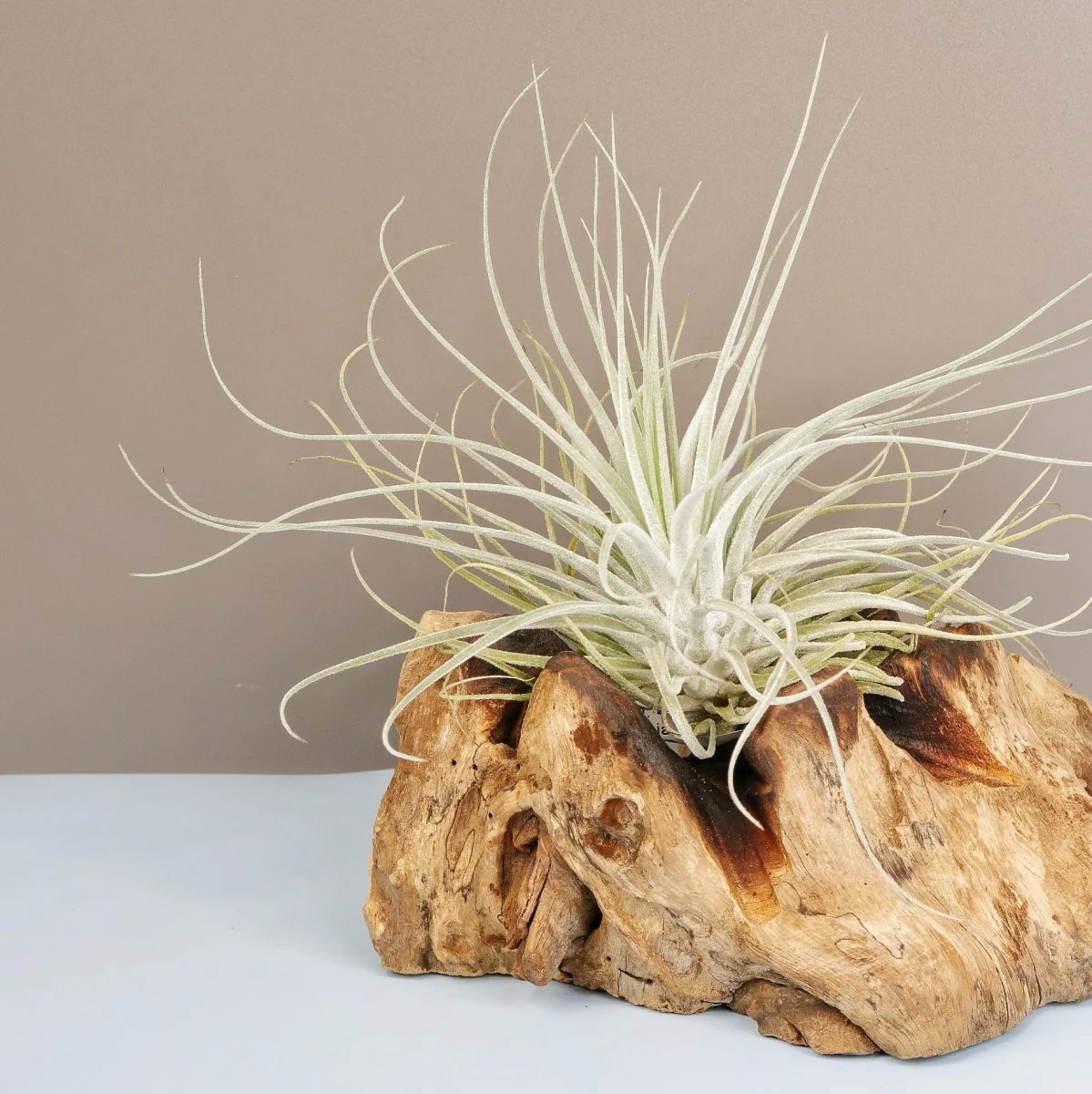 TILLANDSIA OAXACANA VELICKIANA - Image 4