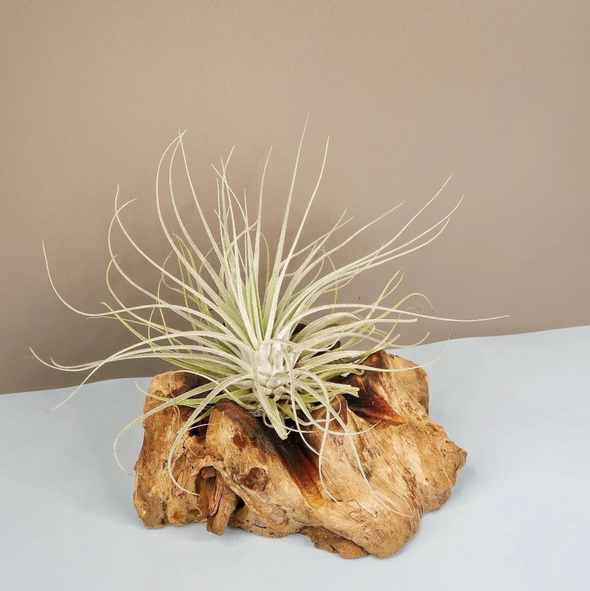 TILLANDSIA OAXACANA VELICKIANA - Image 5