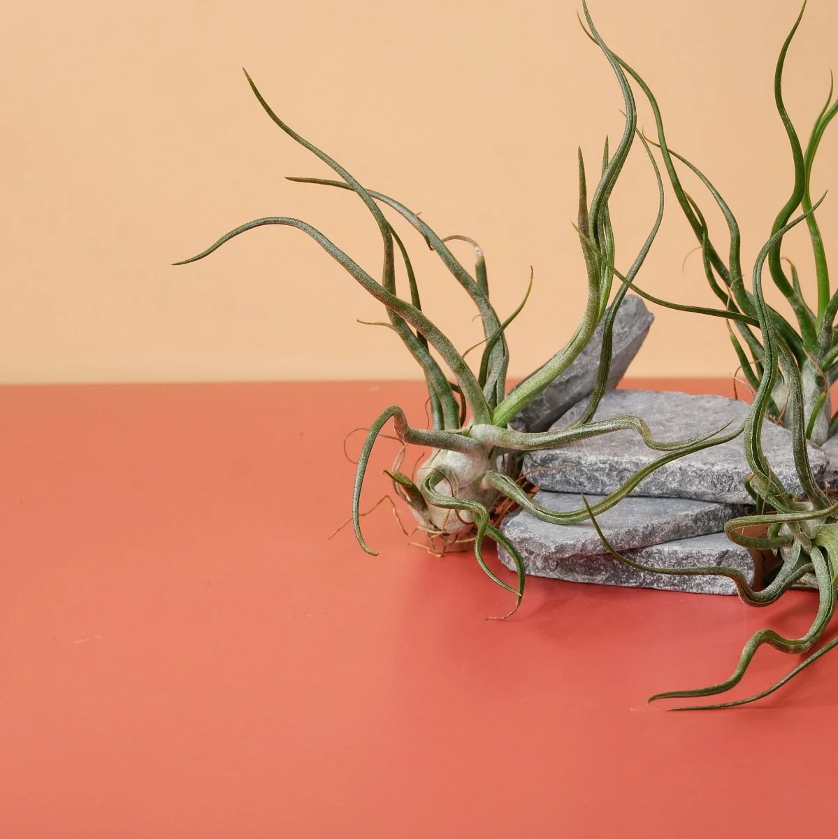 TILLANDSIA PRUINOSA - Image 2