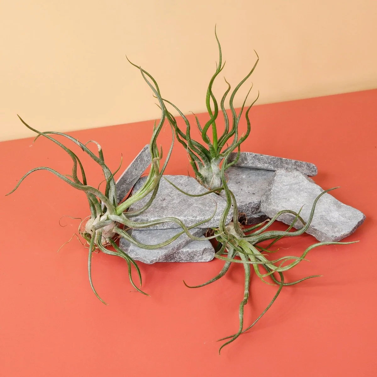 TILLANDSIA PRUINOSA - Image 5