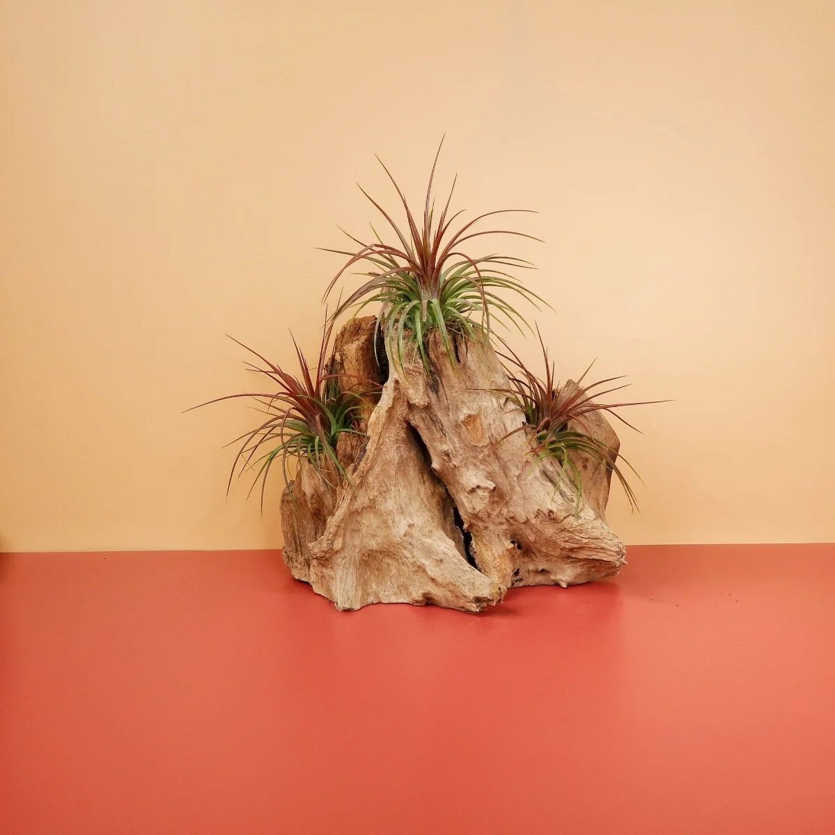 TILLANDSIA RAINFOREST