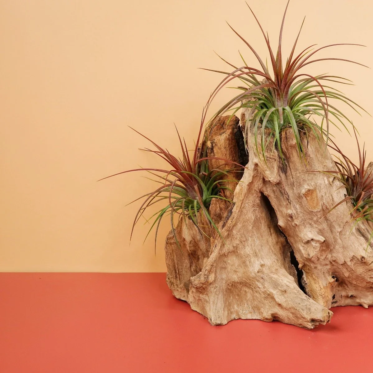 TILLANDSIA RAINFOREST - Image 2