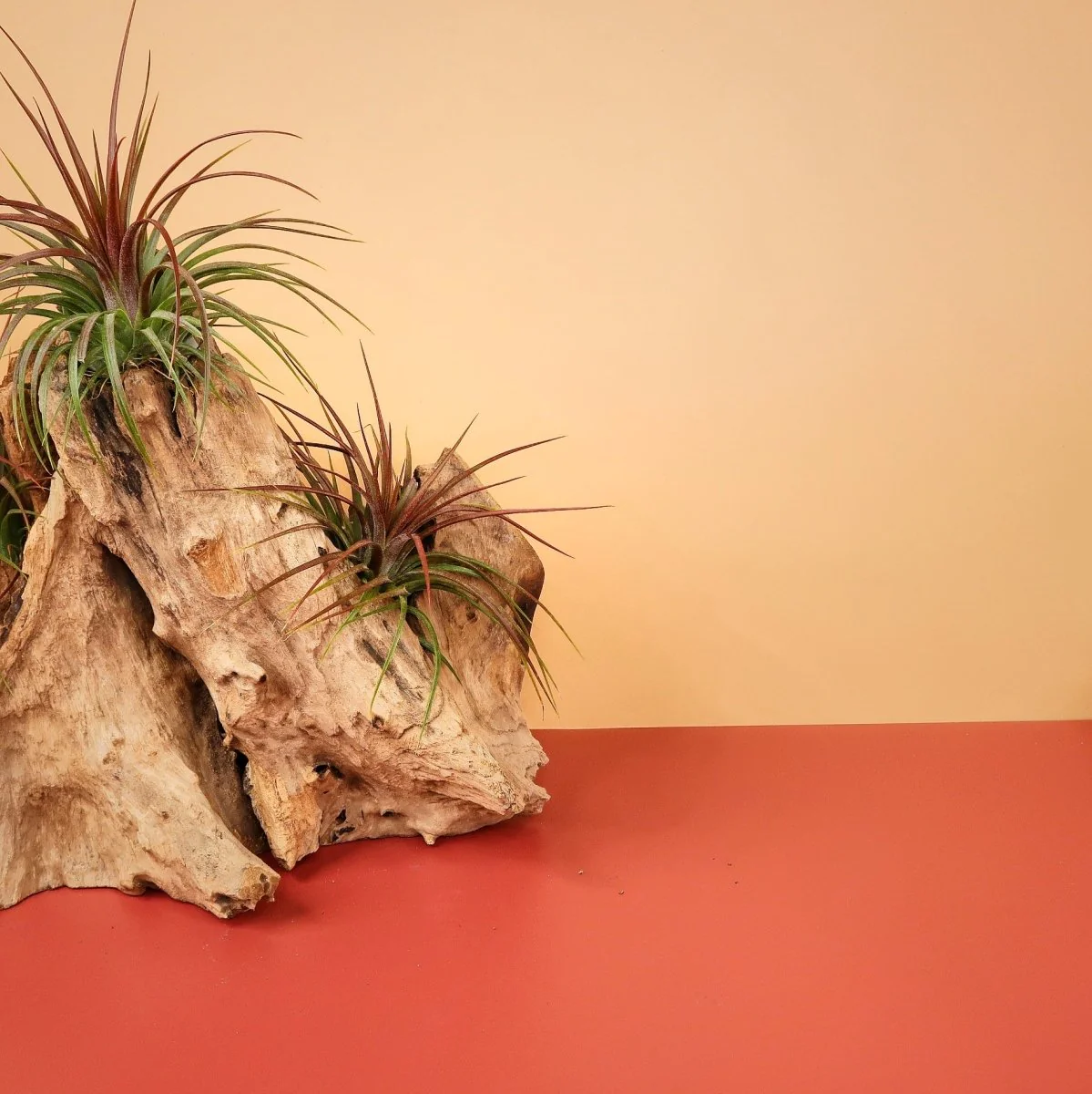 TILLANDSIA RAINFOREST - Image 3
