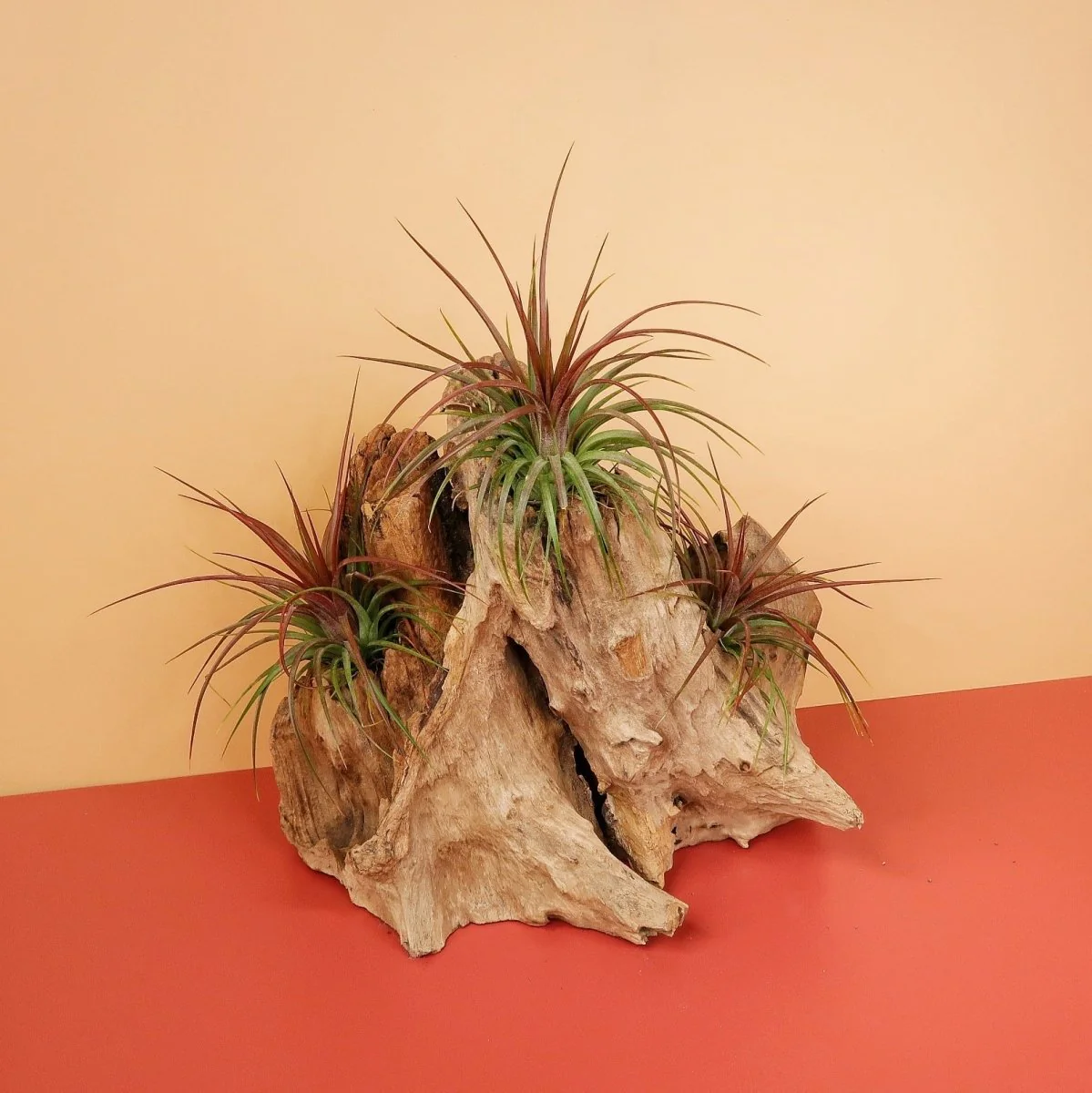 TILLANDSIA RAINFOREST - Image 4