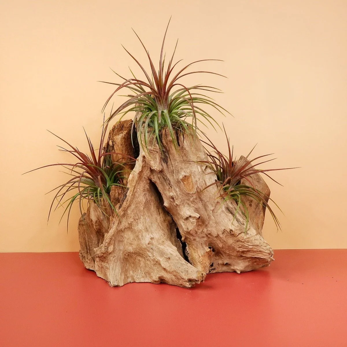 TILLANDSIA RAINFOREST - Image 5