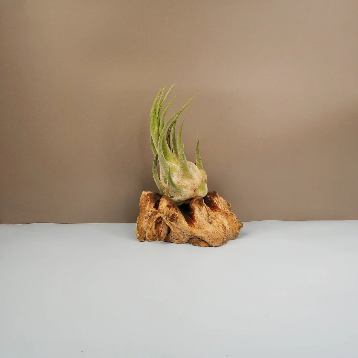 TILLANDSIA SELERIANA