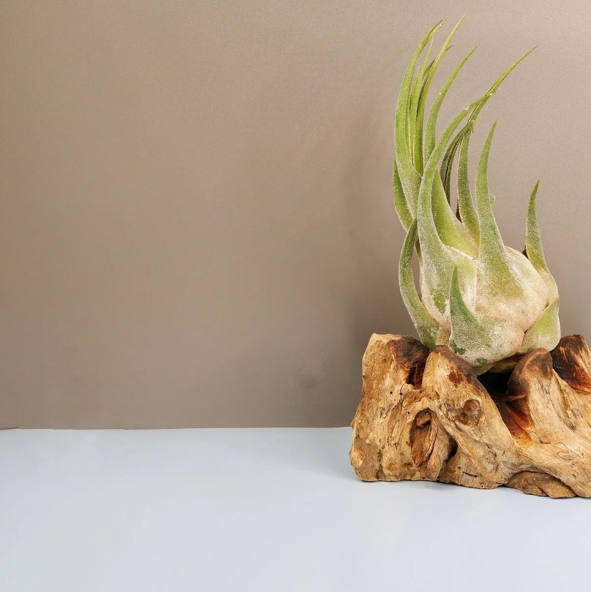 TILLANDSIA SELERIANA - Image 2