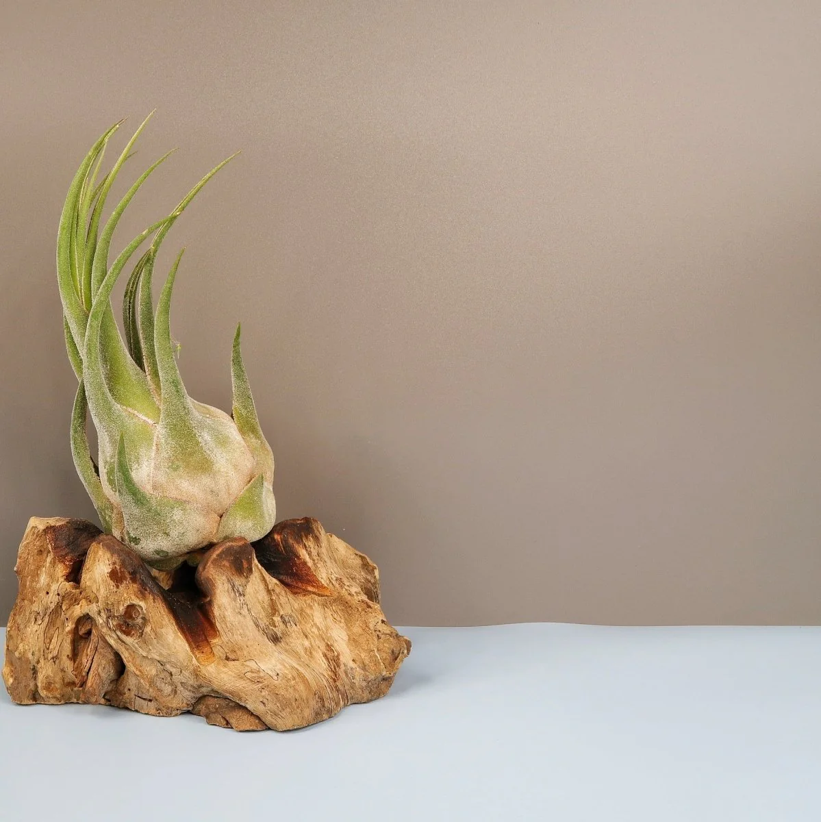 TILLANDSIA SELERIANA - Image 3