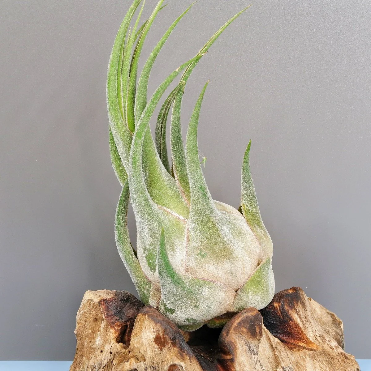 TILLANDSIA SELERIANA - Image 4