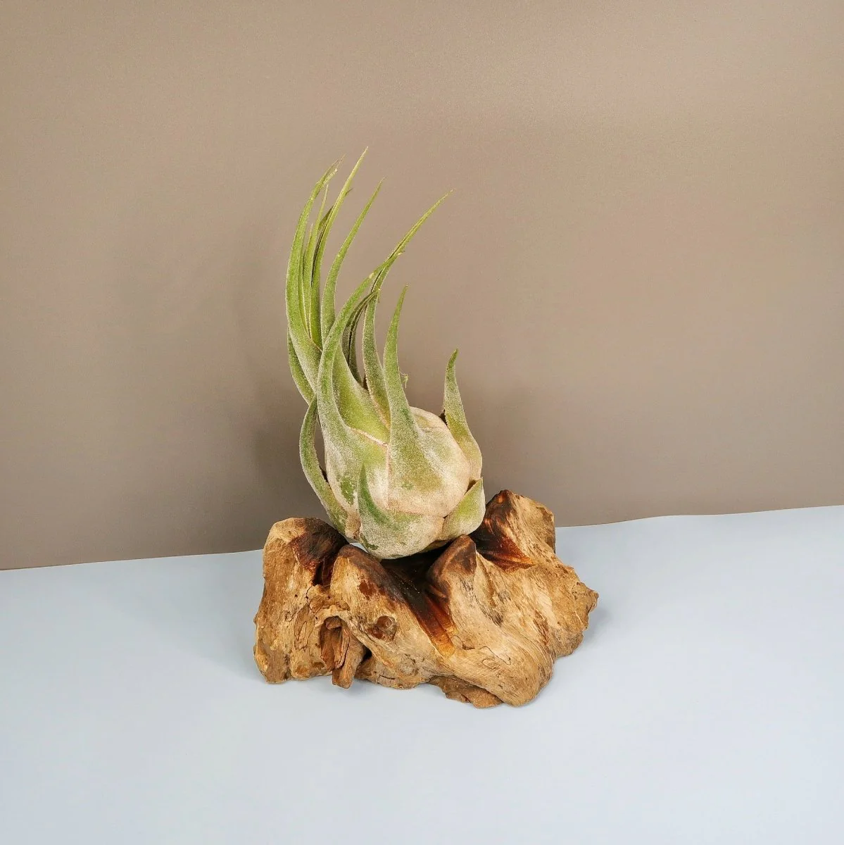TILLANDSIA SELERIANA - Image 5