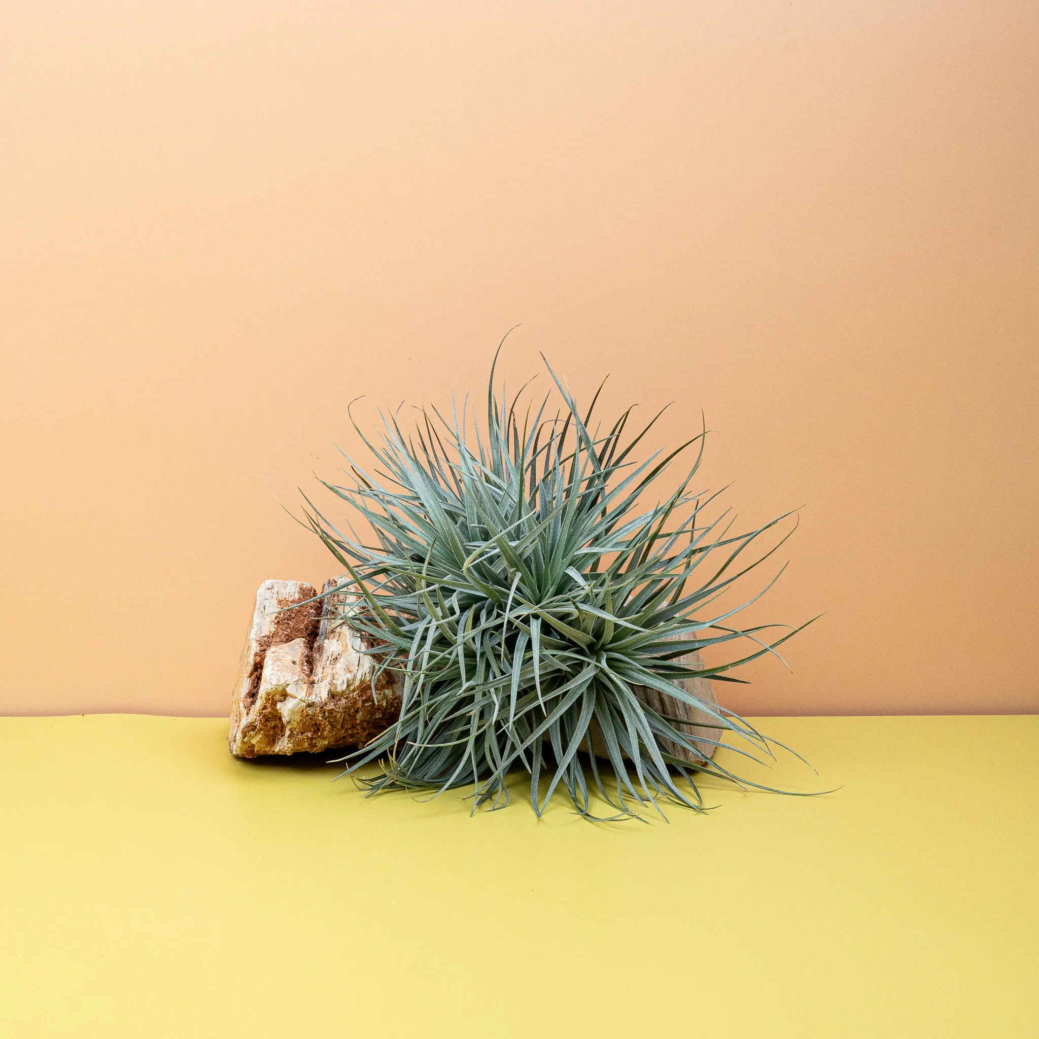 TILLANDSIA SILVER