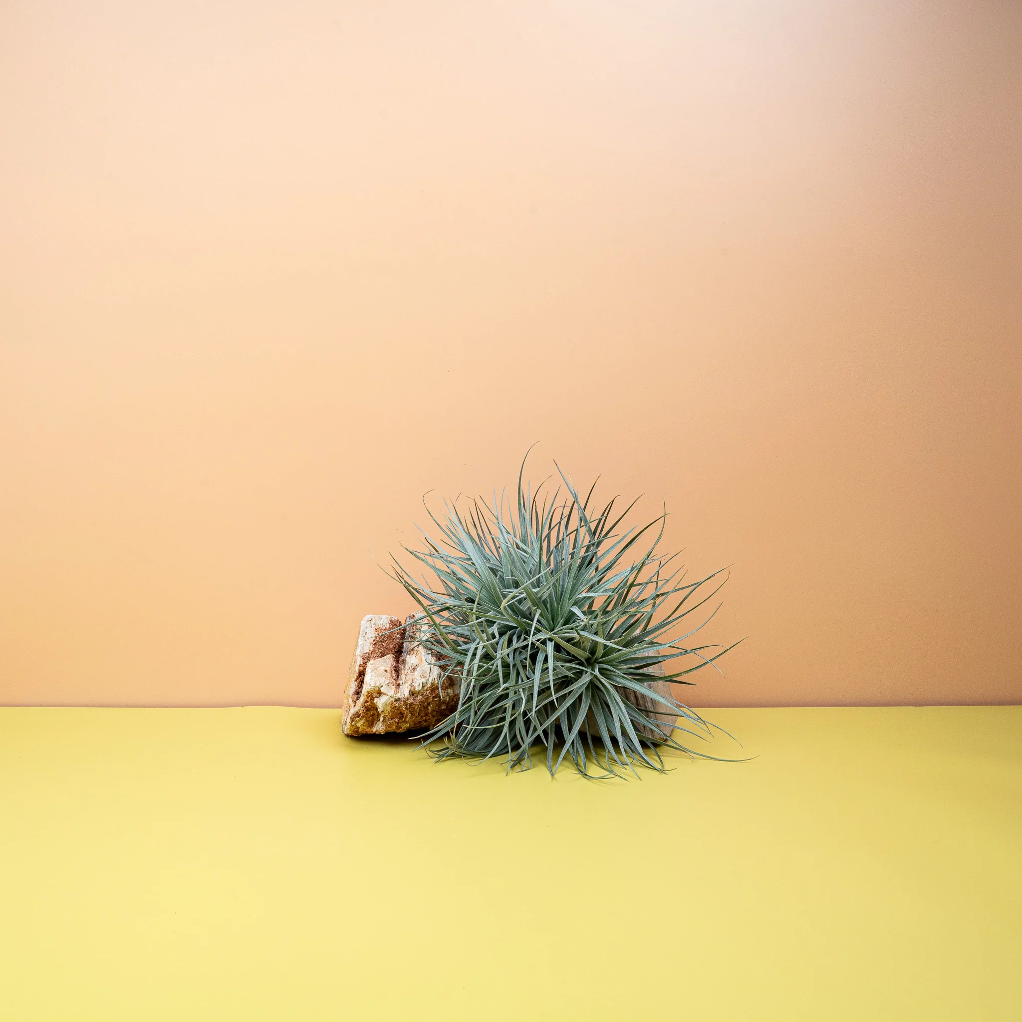 TILLANDSIA SILVER - Image 2