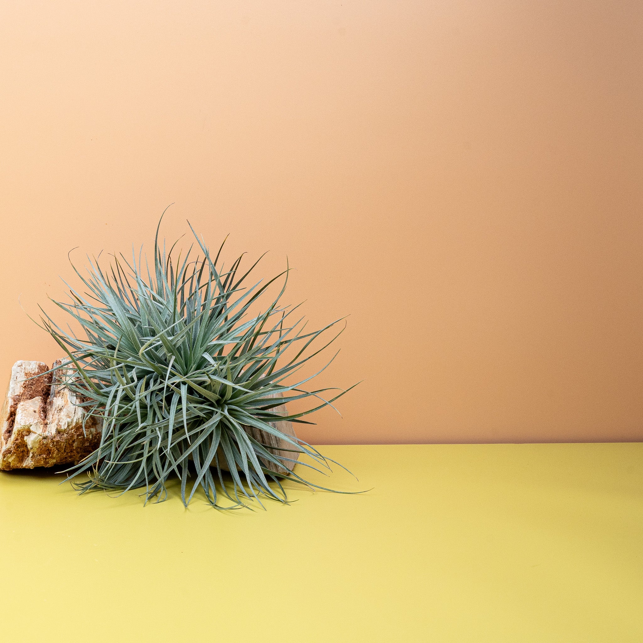 TILLANDSIA SILVER - Image 3