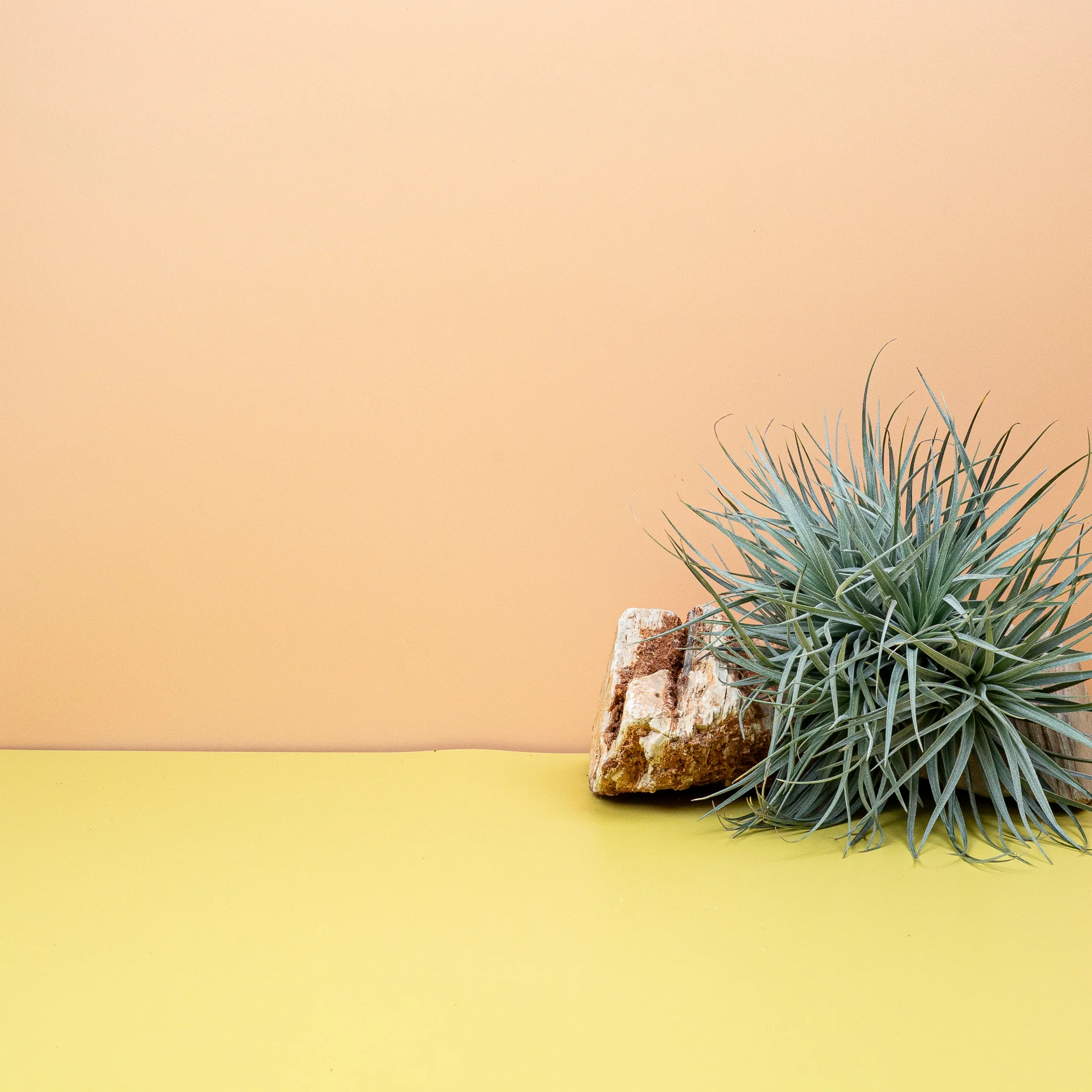 TILLANDSIA SILVER - Image 4