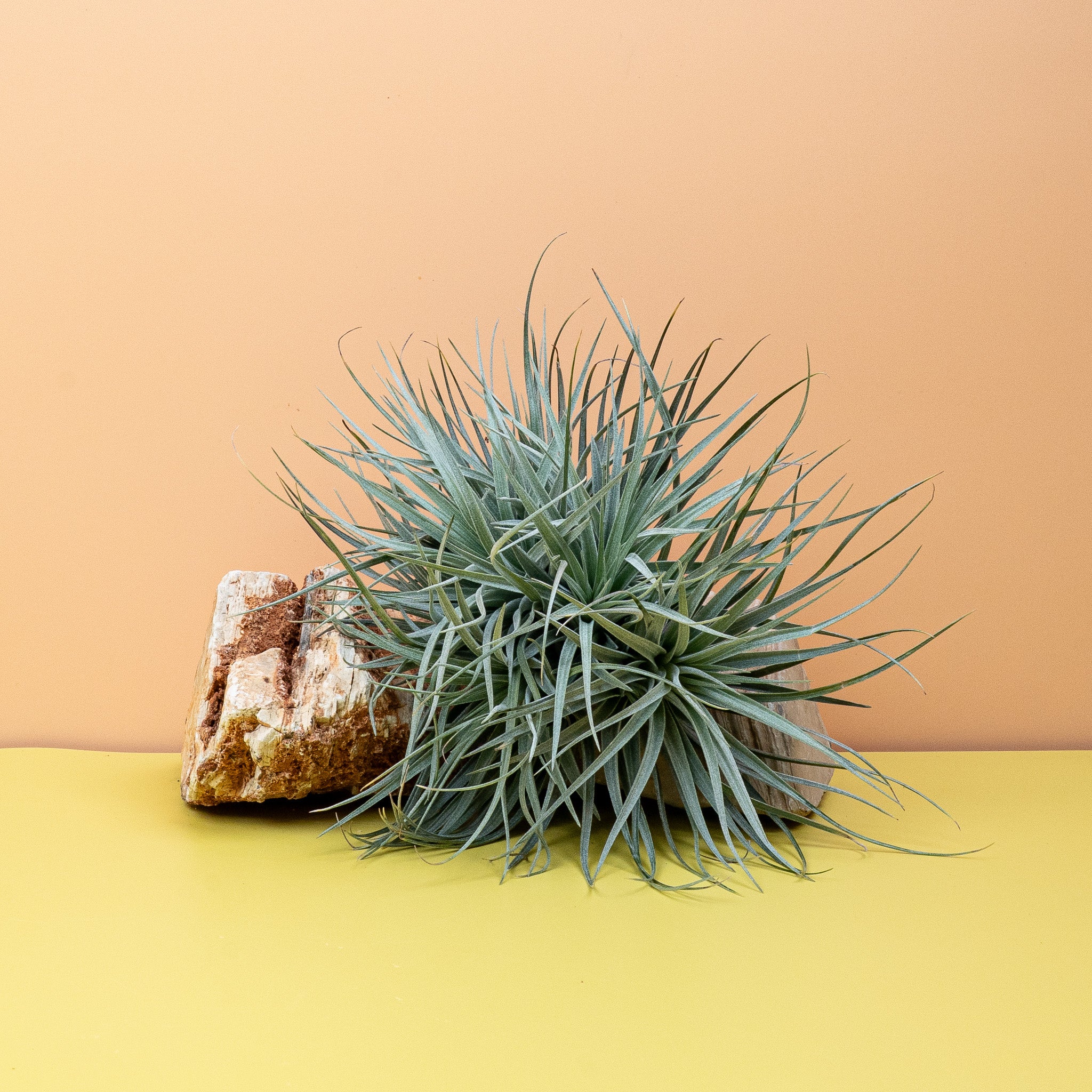 TILLANDSIA SILVER - Image 5