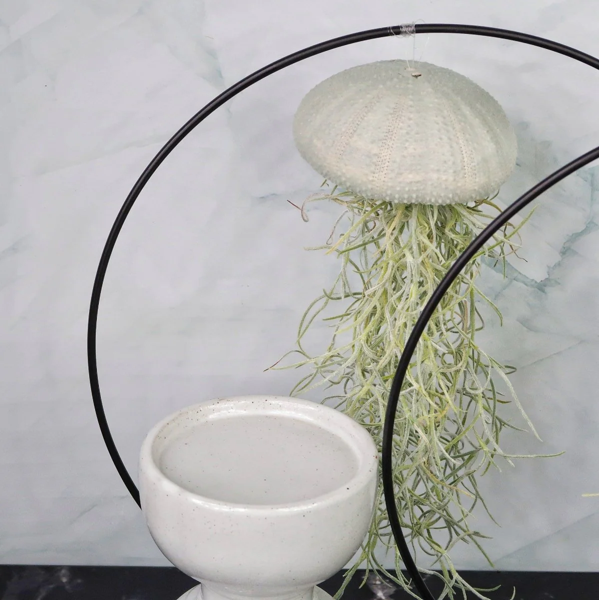 TILLANDSIA USNEOIDES - VELVET EUCALYPTUS - Image 3