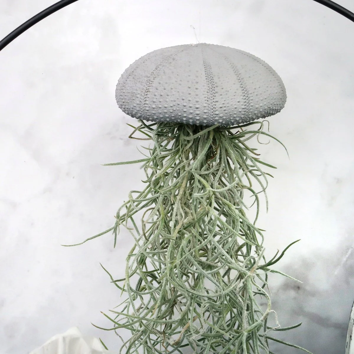 TILLANDSIA USNEOIDES - GREY - Image 3