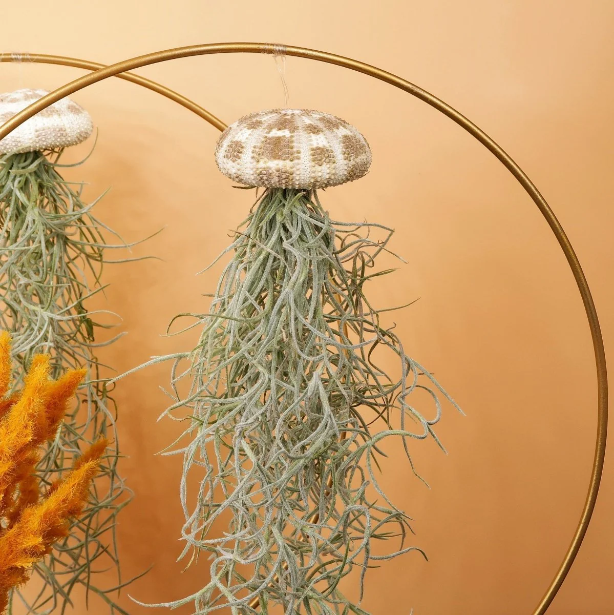 TILLANDSIA USNEOIDES - PANTHER - Image 6
