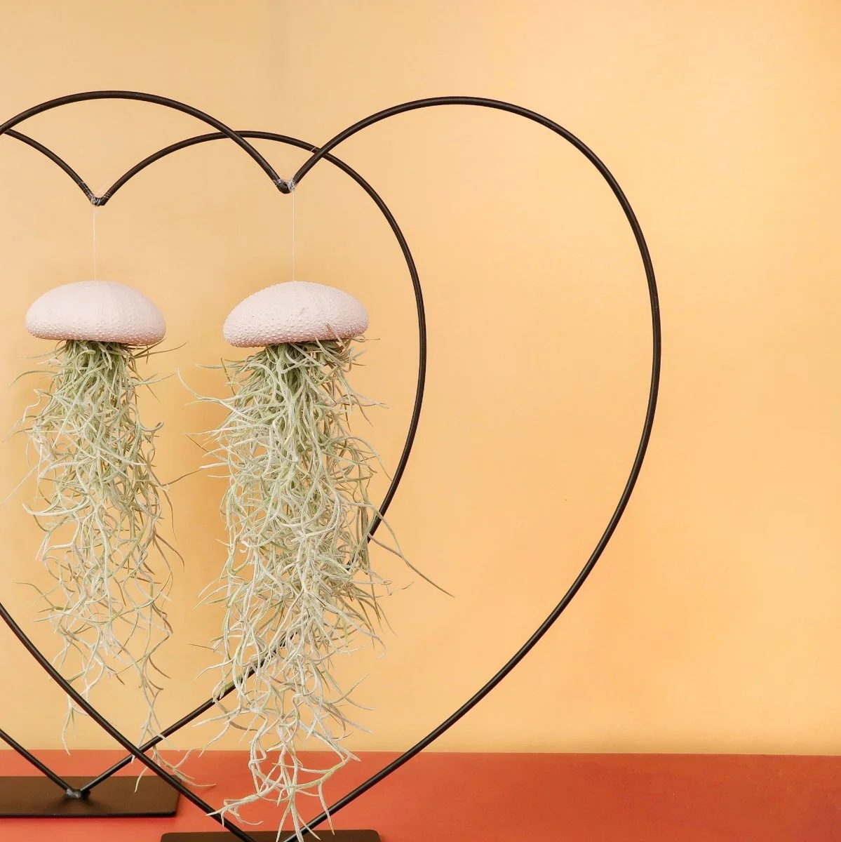 TILLANDSIA USNEOIDES - PEACH - Image 3