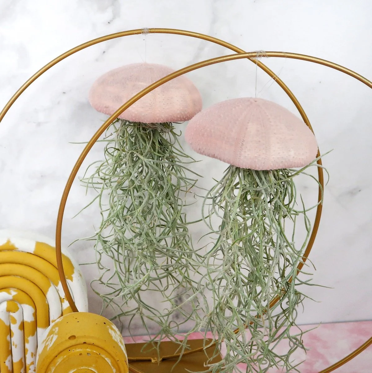 TILLANDSIA USNEOIDES - VELVET ROSE - Image 5