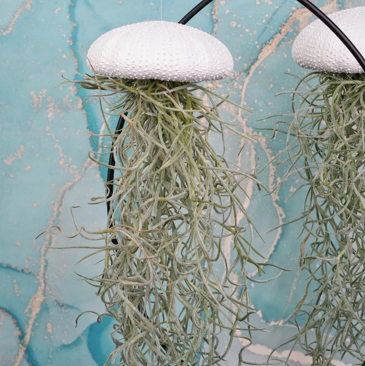 TILLANDSIA USNEOIDES - WHITE - Image 4
