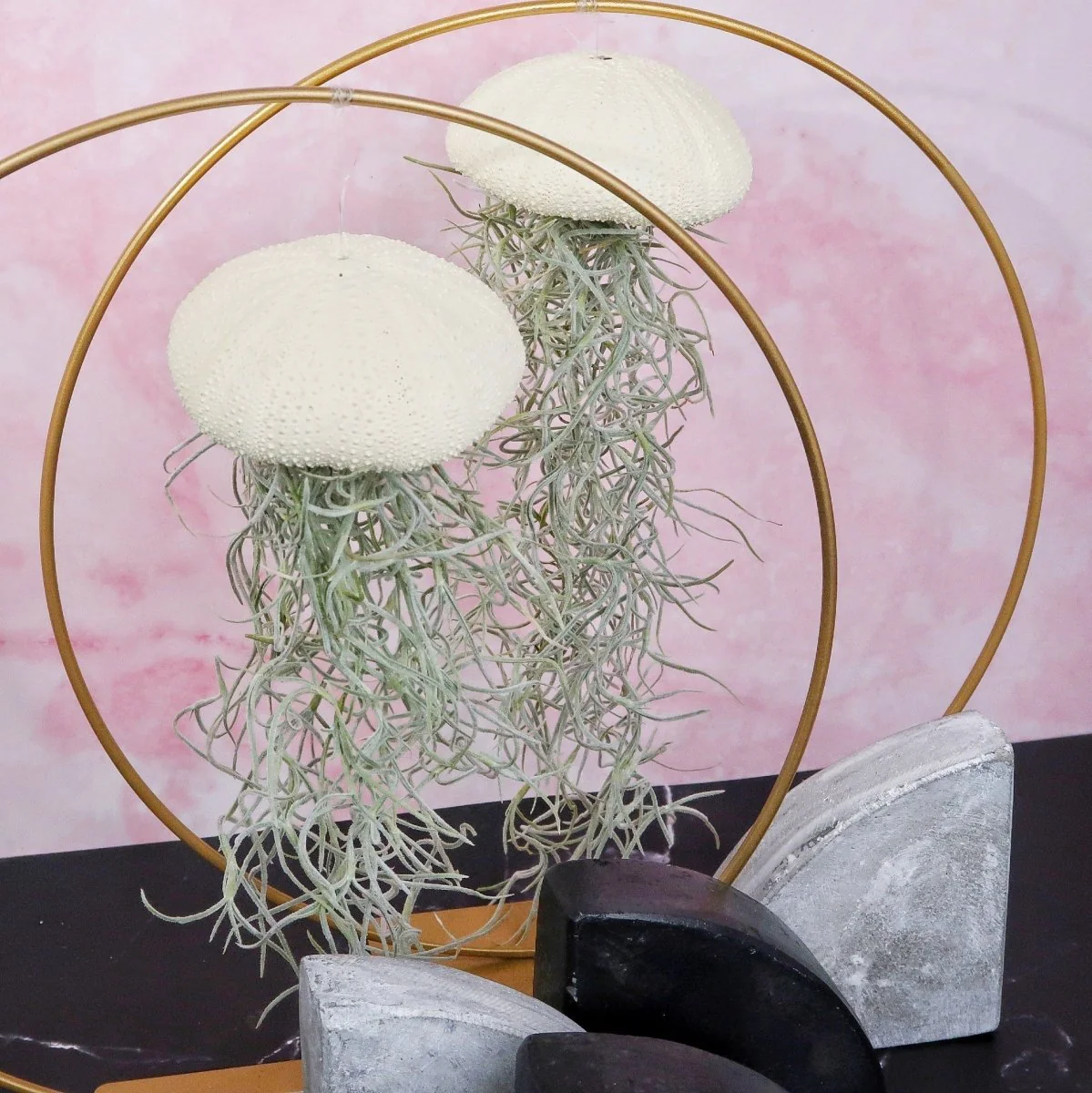 TILLANDSIA USNEOIDES - YELLOW - Image 4