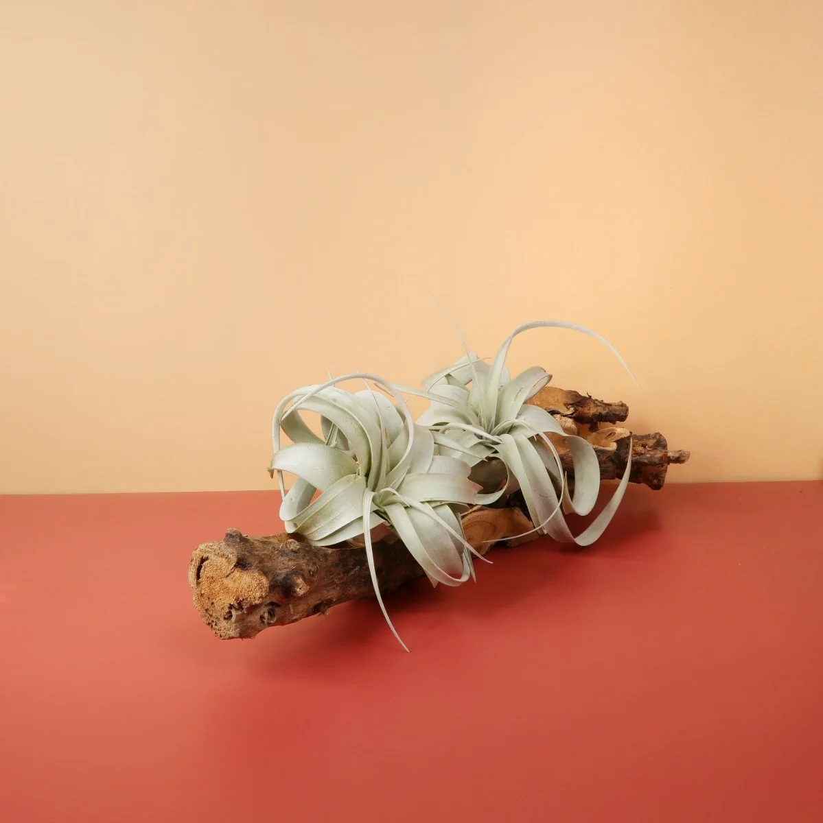 TILLANDSIA XEROGRAPHICA
