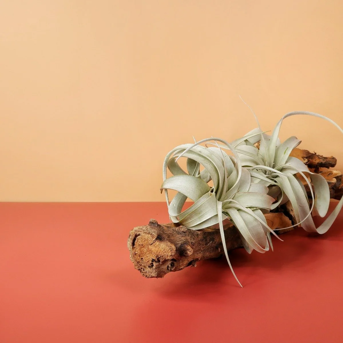 TILLANDSIA XEROGRAPHICA - Image 2