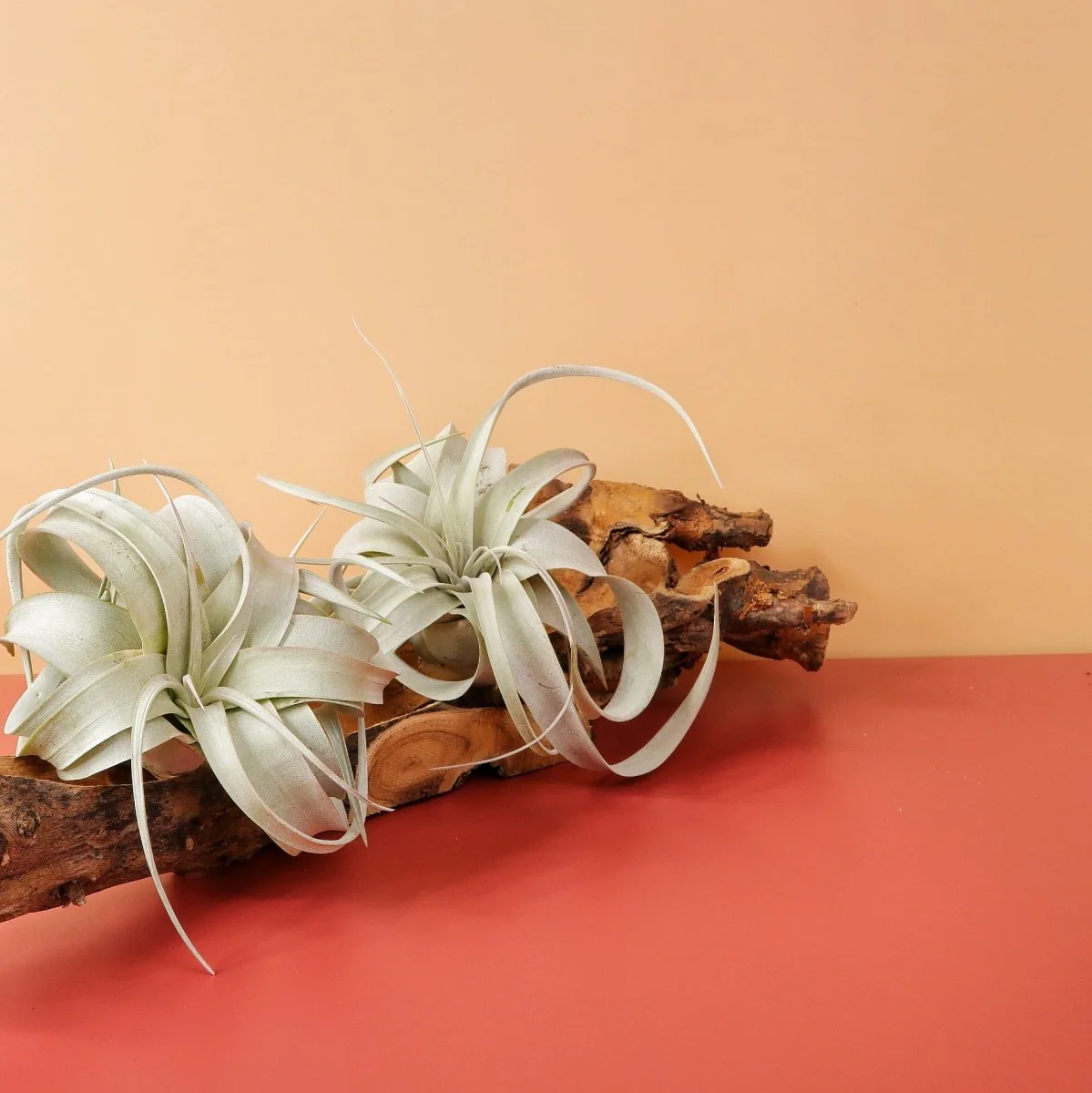 TILLANDSIA XEROGRAPHICA - Image 3