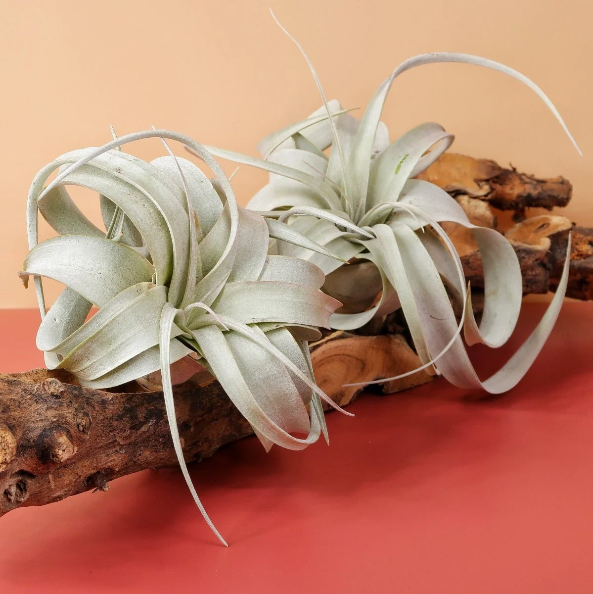 TILLANDSIA XEROGRAPHICA - Image 4